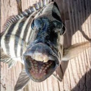 Meet your Posher, Sofia